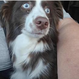 Kissie - Australian Shepherd