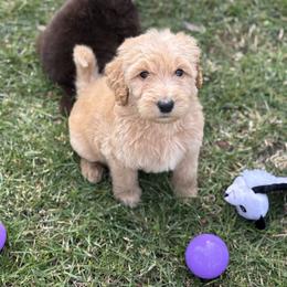 Butterfingers - Apricot male Goldendoodle puppy in Waterford, California from Alvdoodles
