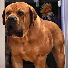 ColdRiver’s Sun WuKong - Boerboel