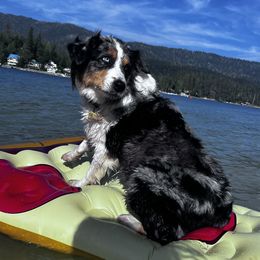 Naveah - Australian Shepherd