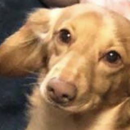 Jericho - Dachshund