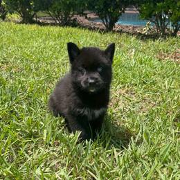 Brooklyn - Black and white female Pomsky puppy in La Vergne, Tennessee from Atencio Pomsky