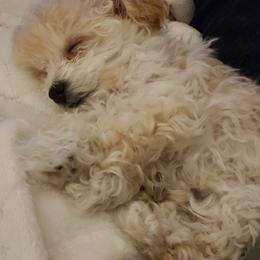 Aussiedoodle, Poodle, and Toy Australian Shepherd Puppies from Heartland Ranch