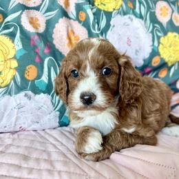 Puppy 7 - Apricot female Irish Doodle puppy in Bloomfield, Iowa from Schooley Doodles