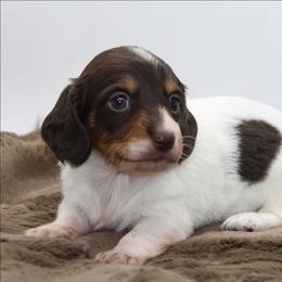 Male 2 - Piebald male Dachshund puppy in Childress, Texas from Taylor Farms