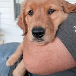 Sylvie - Golden Retriever