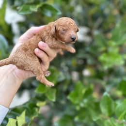Chloe - Red female Cavapoo puppy in Rio Linda, California from VitPom Puppies