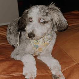 Aussiedoodles, Bernedoodles, and Toy Australian Shepherds from positivelypuppies