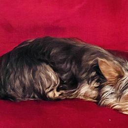 Hershey - Yorkshire Terrier
