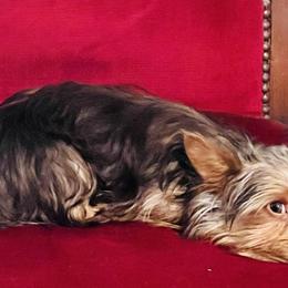 Hershey - Yorkshire Terrier