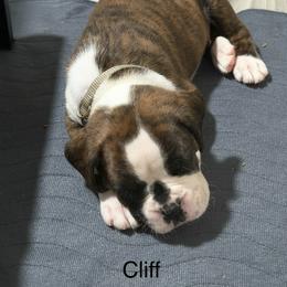 Cliff - Brindle male Boxer puppy in Norwich, Connecticut from Blazing Boxers
