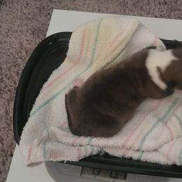 Charlie - Cardigan Welsh Corgi puppy in Bel Air, Maryland from Brechdan Cardigan Welsh Corgis