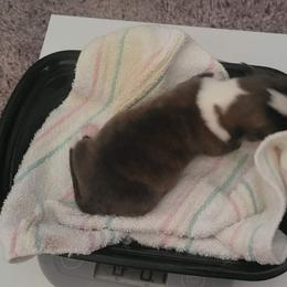 Charlie - Cardigan Welsh Corgi puppy in Bel Air, Maryland from Brechdan Cardigan Welsh Corgis