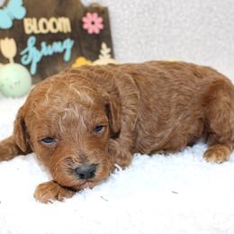 Lilly - Apricot female Poodle puppy in Stokesdale, North Carolina from His and Hers Poodles and Doodles