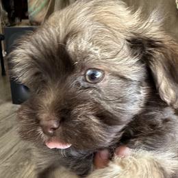 Toblerone - Chocolate male Havanese puppy in Arizona from HavaDoggie