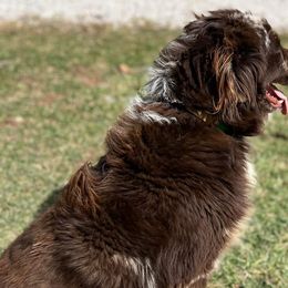 Australian Shepherds from Southern Ridge Aussie’s