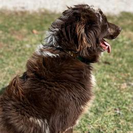 Australian Shepherds from Southern Ridge Aussie’s