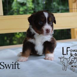 Swift - Red tri-color female Miniature American Shepherd puppy in Franklin, Kentucky from LF Ranch