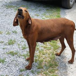 Sadie - Redbone Coonhound