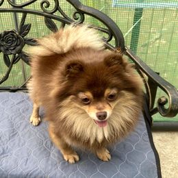 Little Princess Ladybug - Black and tan female Pomeranian puppy in Elizabethtown, Kentucky from Teeny Tiny Puppy Tails
