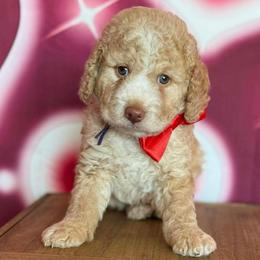 Butters - Yellow and white male Bernedoodle puppy in Clermont, Florida from Shadow Kennels