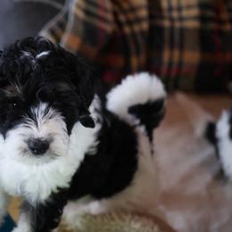 Mary Watson - Tri-color female Bernedoodle puppy in Springfield, Missouri from Doodle Dandy Bernedoodles
