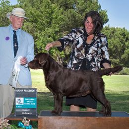 Labrador Retrievers from Rycroft Labradors