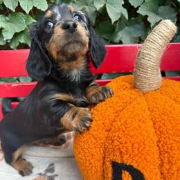 Female. black and tan longhair - Black and tan female Dachshund puppy in California from Sweetheart Labradors & Mini Dachshunds