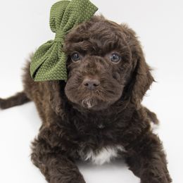 Prancer - Purple Collar - Chocolate female Labradoodle puppy in Lehi, Utah from Our Little Farm Life Doodles