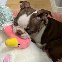 Boston Terriers from PDX Purebred Bostons