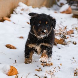 Australian Shepherd and Miniature Australian Shepherd Puppies from Black Hills Aussies