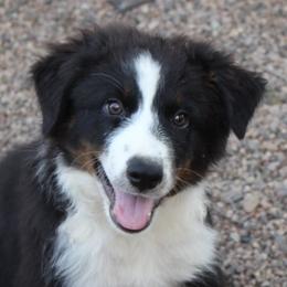 Australian Shepherds from Rockin' Diamond T Ranch Australian Shepherds