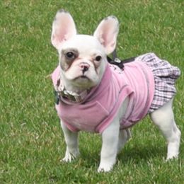 French Bulldogs, Poodles, and Yorkshire Terriers from Taste Of Flavor LLC