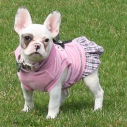 French Bulldogs, Poodles, and Yorkshire Terriers from Taste Of Flavor LLC