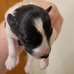 Whitney - White and black female Shetland Sheepdog puppy in Kaycee, Wyoming from Heavenly Shelties