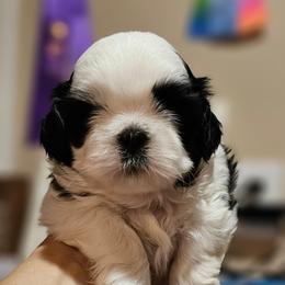 Shih Tzu Puppies from Delight Shihtzu