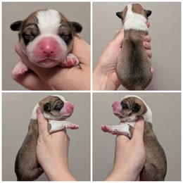 Akon - Sable and white male American Corgi puppy in Garrett, Indiana from Chloe's Colorful Corgis