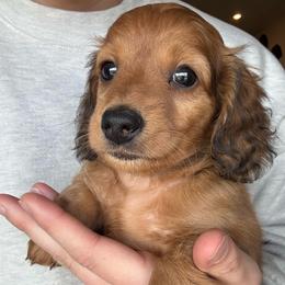 Meeny - Cream male Dachshund puppy in West Plains, Missouri from Little Legs Legacy