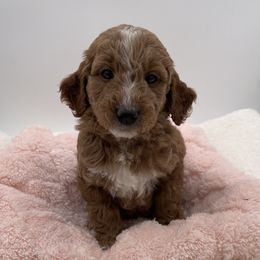 Peppy - Red  female Goldendoodle puppy in Kansas City, Kansas from Bella & Ivy’s Mini Goldendoodles of KC
