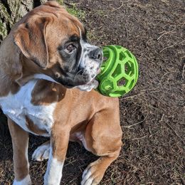 Boxer Puppies from Von Royal Dell'Infinite Deutscher