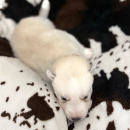 Brown - Agouti and white male Siberian Husky puppy in Seaford, Delaware from Keira Ieleen Husky Kennel