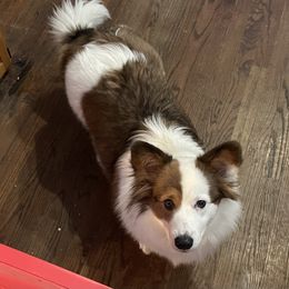 Bluey - Blue Pembroke Welsh Corgi puppy in Macomb, Michigan from Corgiland Ranch