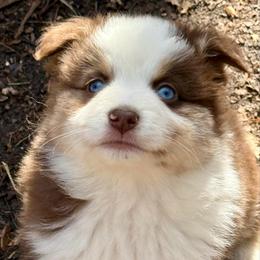 Fuego- co-own or guardian placement only - Red merle male Miniature Australian Shepherd puppy in Patterson, North Carolina from DreamLine Aussies