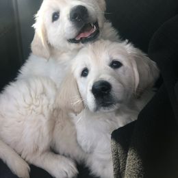 Golden Retriever Puppies from Brightside Goldens