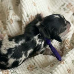 CKC Tater - Dapple female Dachshund puppy in Hartsville, Tennessee from B+B Co Miniature Dachshunds