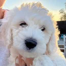 Goldendoodle Puppies from Pacific Goldendoodle, LLC