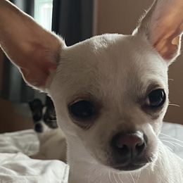 Chihuahuas from Little Beauties