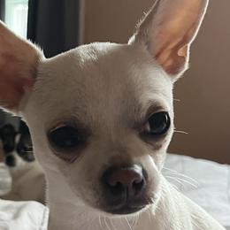 Chihuahuas from Little Beauties