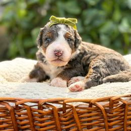 Carolina - Blue merle female Bernedoodle puppy in Pittsburgh, Pennsylvania from WestPenn Doodles LLC