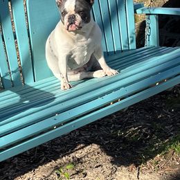 French Bulldog All Grown Up from Calamity Jane French Bulldogs